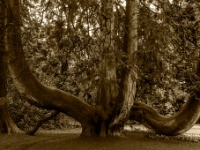 Blarney Castle & Gardens